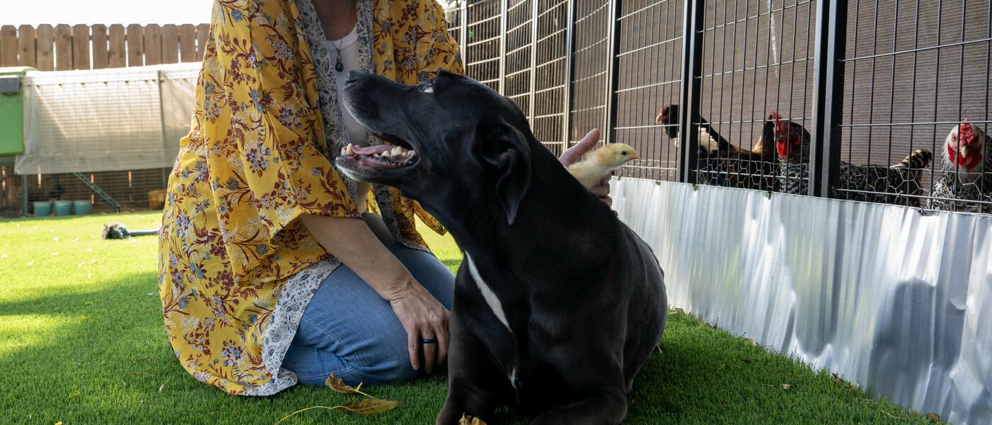 A woman with blue hair and a yellow, floral shirt pets a dog with a chicken coup in the background