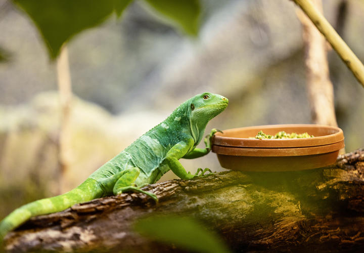 Green chameleon sitting on a log and eating food out of a bowl