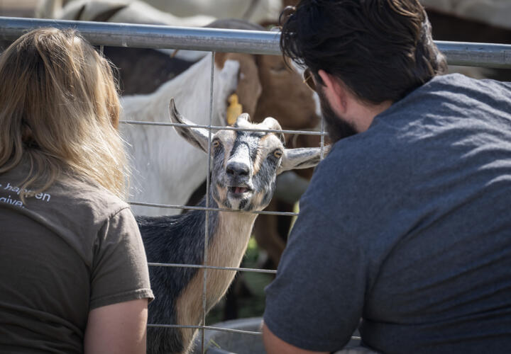 Fair attendees squat down to check out one of the wildfire safety goats looking out at them.