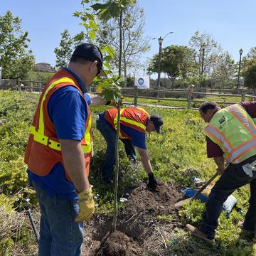 Employees planting trees