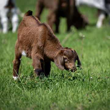 Goats