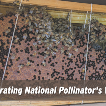 National Pollinator’s Week: Protecting Our Region’s Biodiversity