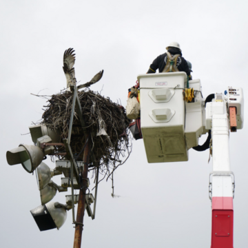 SD Humane Society and SDG&E Team Up to Rescue Tethered Osprey in Ocean Beach