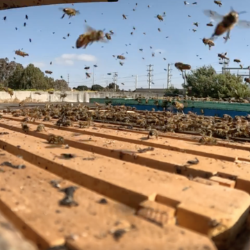 SDG&E Partnership with We Save Bees Does Just That 