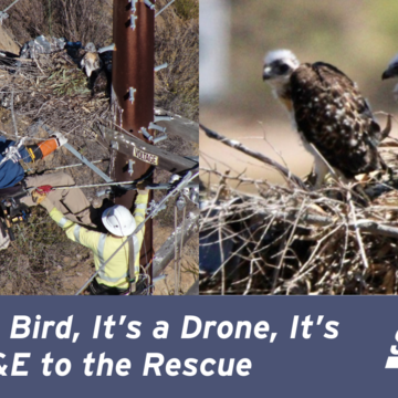 It’s a Bird, It’s a Drone, It’s SDG&E to the Rescue