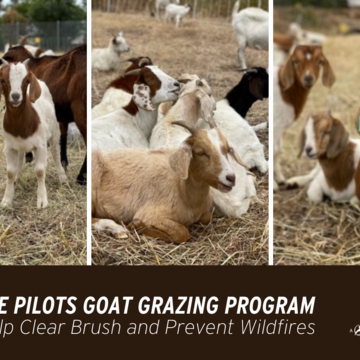 SDG&E Pilots Goat Grazing Program to Help Clear Brush and Prevent Wildfires 