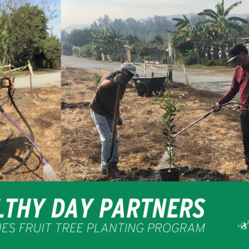 Healthy Day Partners Launches Fruit Tree Planting Program