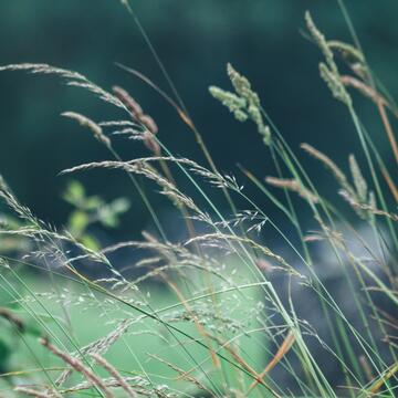 How the Greenness of Grasses Captured by Satellites Help with Forecasting Wildfire Risk 