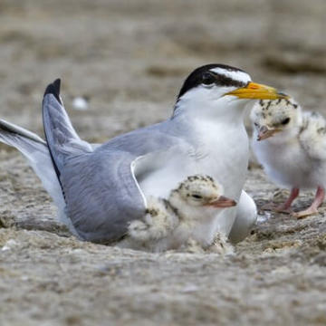 California Least Tern 