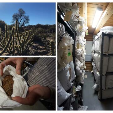 Native Plant Seed Bank: Sprouting Successful Habitat Restoration