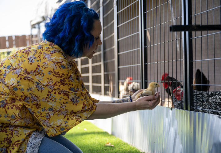 A woman with bright blue hair and a bright yellow, floral-patterned blouse holds a baby chick up to her chicken coup which is filled with chickens.