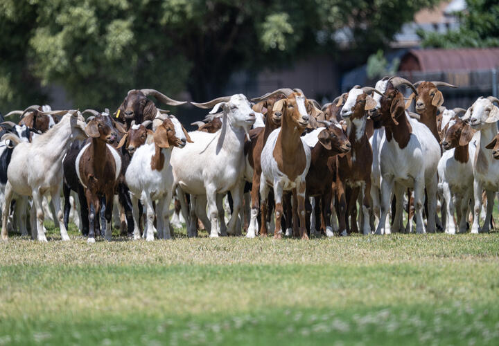 herd of goats in a grass field