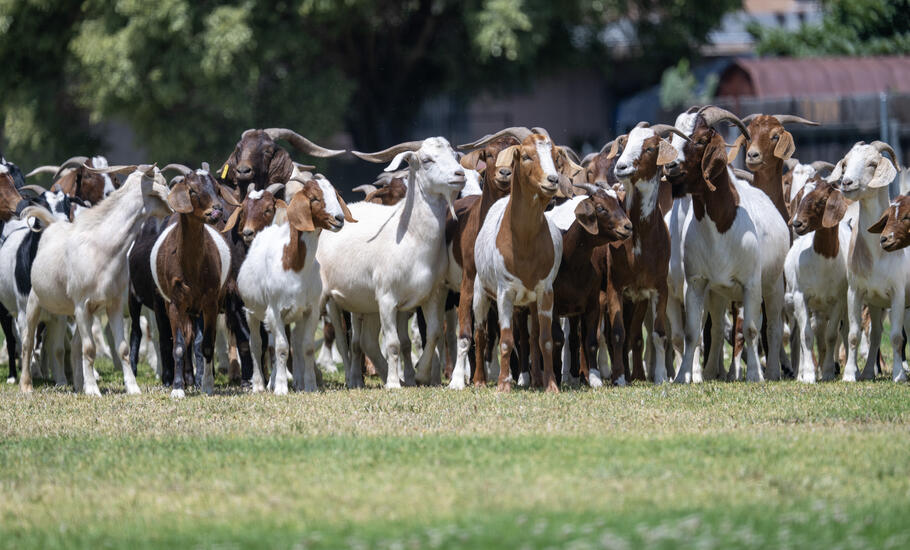 goats 
